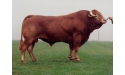 HIGHLANDER - Limousin